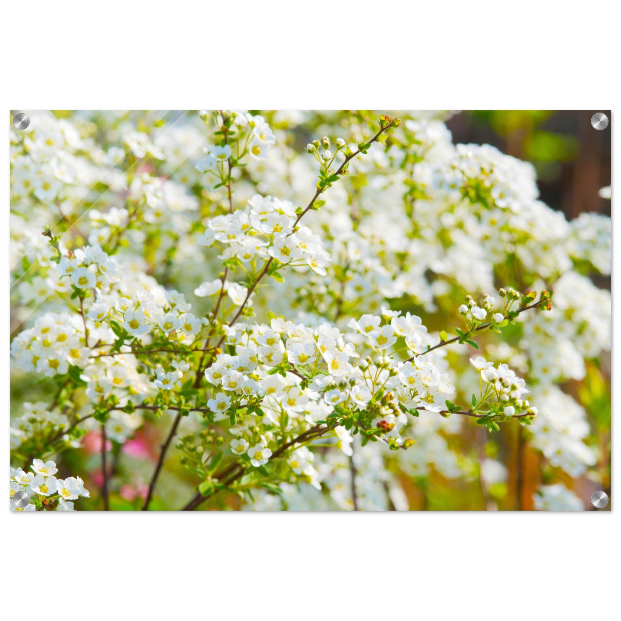 Acrylglas wanddecoratie met prachtige witte spirea lentebloesems 