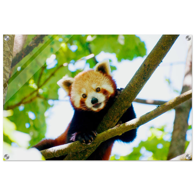 Acrylglas wanddecoratie van een rode panda tussen de groene bladeren