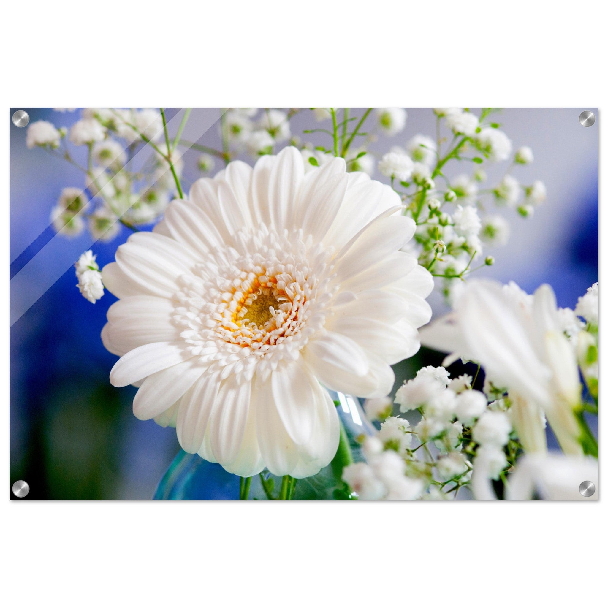 Acrylglas wanddecoratie met witte gerbera en gipskruid