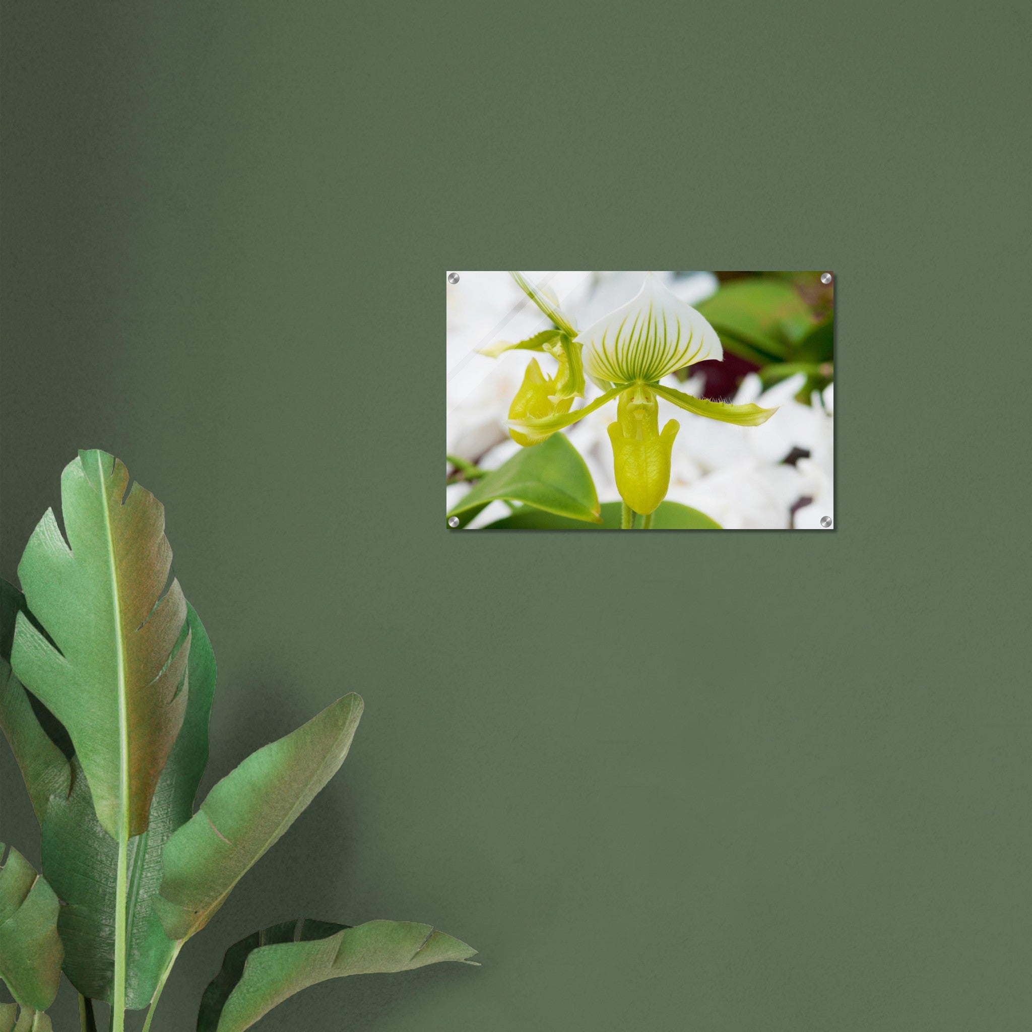 Acrylglas wanddecoratie met een orchidee in wit met groen