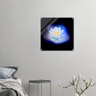 Acrylprint van een prachtige blauwe lichtbol met op de voorgrond een lotusbloem