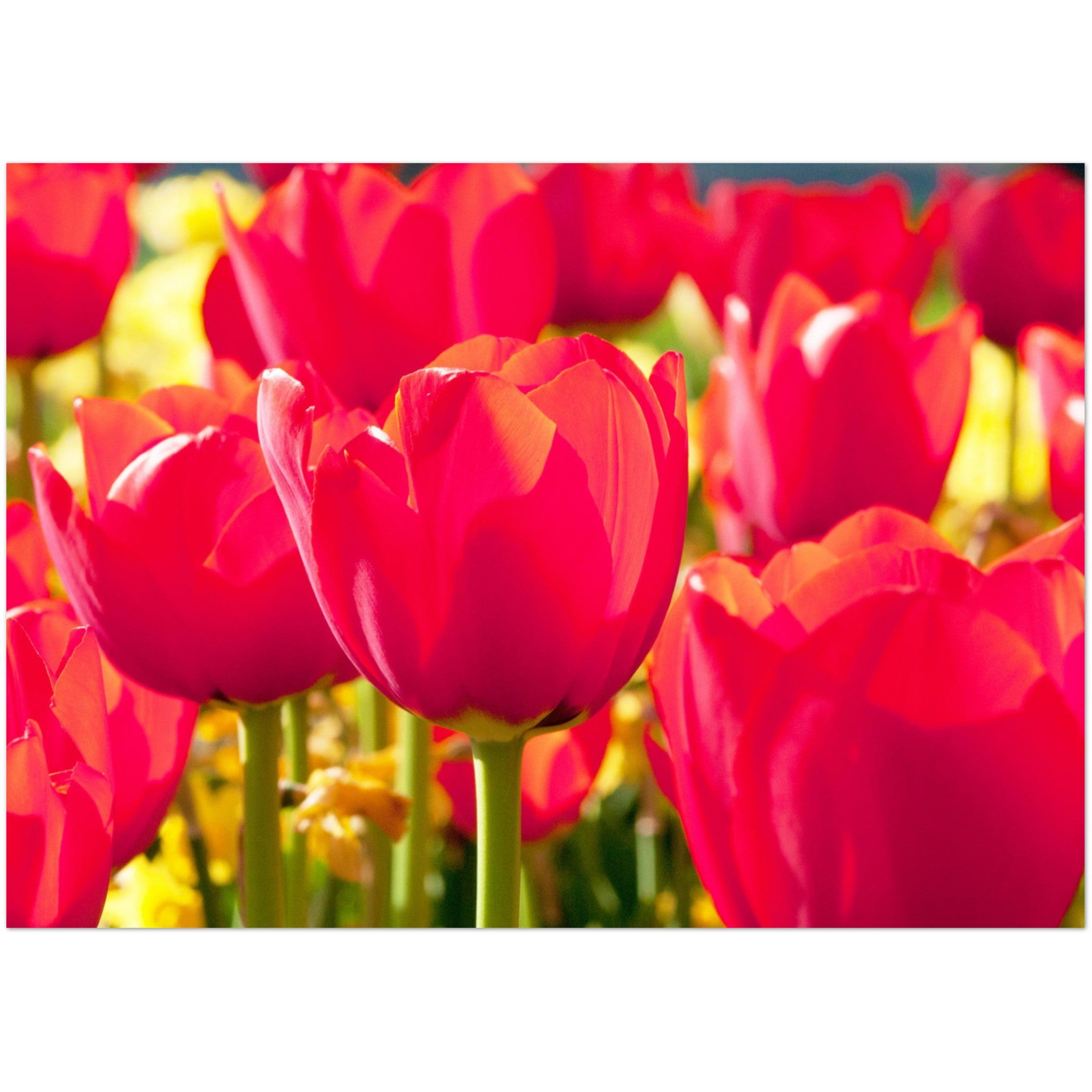 Wenskaart met helderrode tulpen stralend in de zon