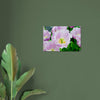 Acrylglas wanddecoratie met prachtige tulpen in lila met witte tinten