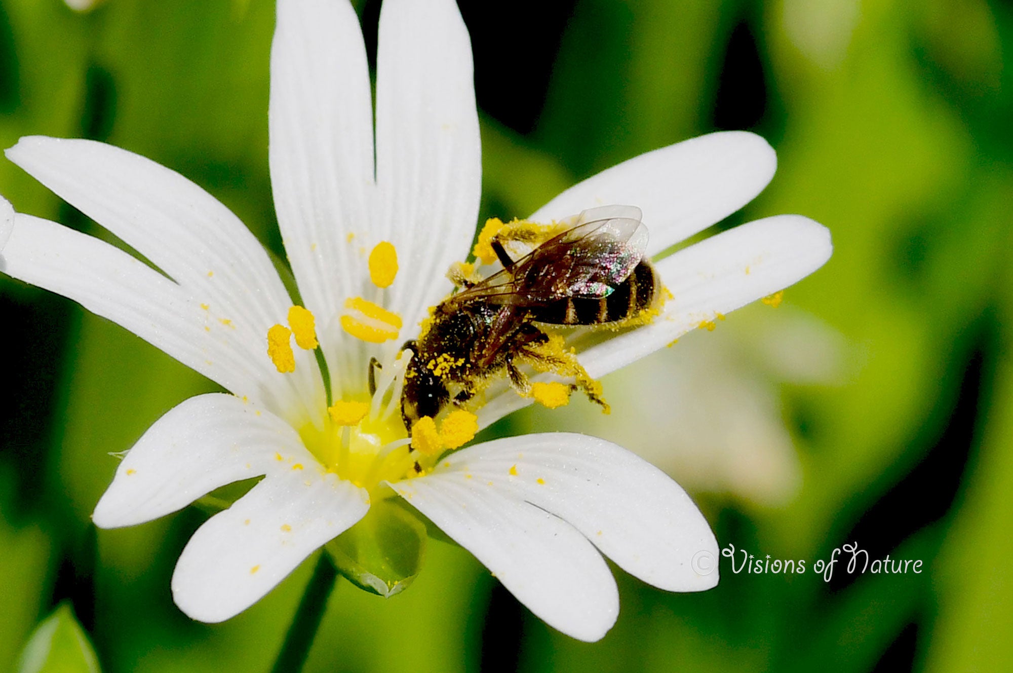 Downloadbare natuurfoto van een heidegroefbij met hoge resolutie